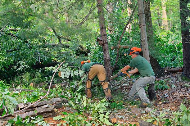 Tree Removal for Businesses in Prospect, KY